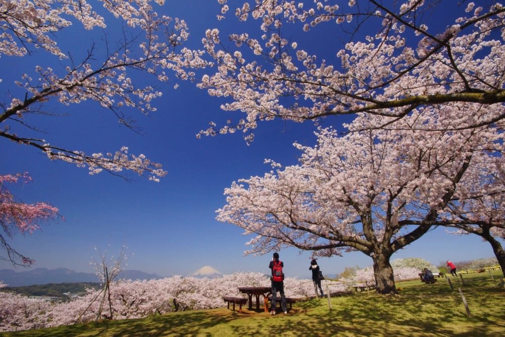 🌳 니노미야 공원 (니노미야 코엔) 이미지 7